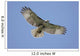 Juvenile Red-tailed Hawk Buteo Wall Decal