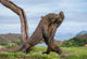 Komodo Dragons are fighting each other. Very rare picture. Indonesia. Komodo National Park. An excellent illustration. Wall Mural