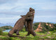 Komodo Dragons are fighting each other. Very rare picture. Indonesia. Komodo National Park. An excellent illustration. Wall Mural