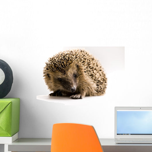 Hedgehog Wall Decal