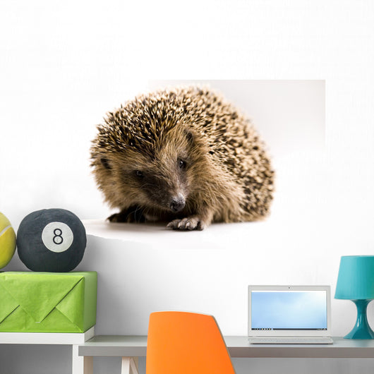 Hedgehog Wall Decal