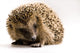 Hedgehog Wall Decal