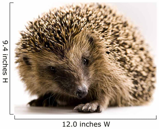 Hedgehog Wall Decal