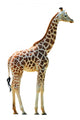 Photographic Safari Giraffe Wall Decal