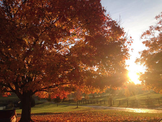 Bright Fall Morn Wall Decal