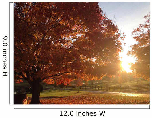 Bright Fall Morn Wall Decal