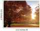 Bright Fall Morn Wall Decal