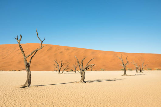 Dry Desert Trees Wall Decal