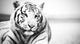 White Tiger Wall Decal