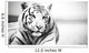 White Tiger Wall Decal