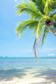 Palm and Sea Wall Decal