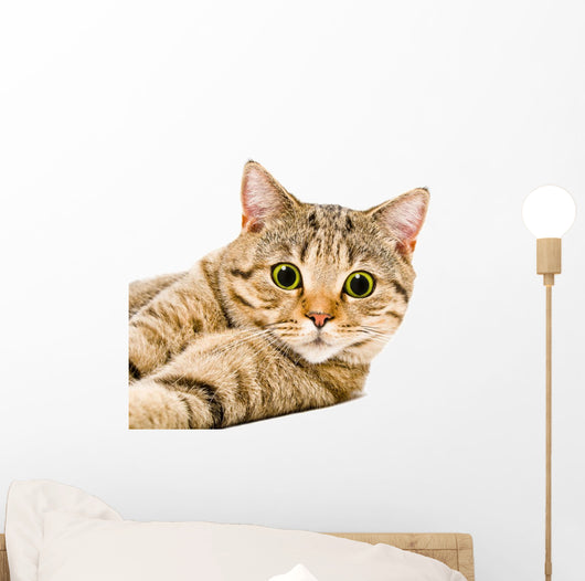 Portrait Cat Scottish Straight Wall Decal