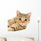 Portrait Cat Scottish Straight Wall Decal