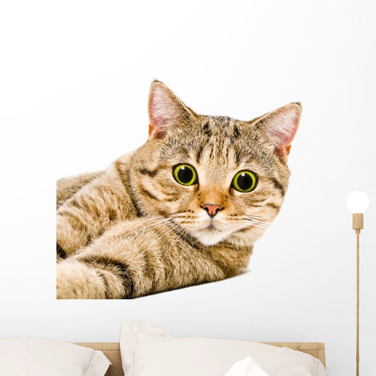 Portrait Cat Scottish Straight Wall Decal