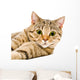 Portrait Cat Scottish Straight Wall Decal