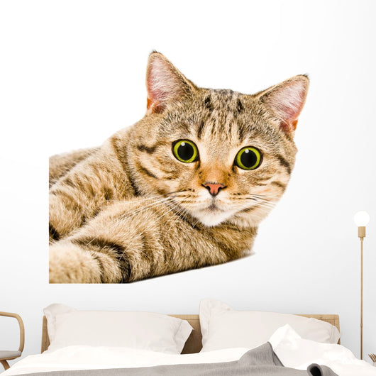 Portrait Cat Scottish Straight Wall Decal
