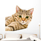 Portrait Cat Scottish Straight Wall Decal