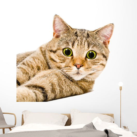 Portrait Cat Scottish Straight Wall Decal