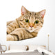 Portrait Cat Scottish Straight Wall Decal