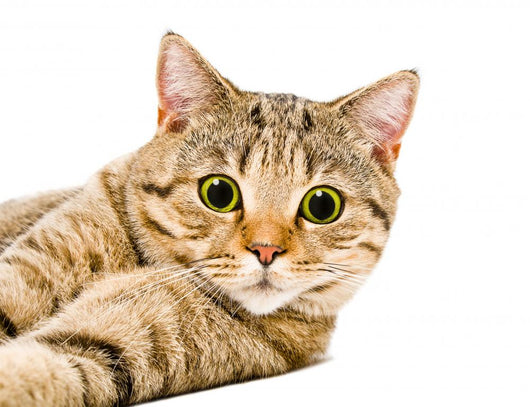 Portrait Cat Scottish Straight Wall Decal