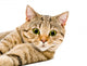 Portrait Cat Scottish Straight Wall Decal