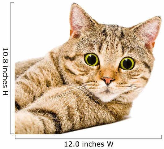 Portrait Cat Scottish Straight Wall Decal