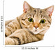 Portrait Cat Scottish Straight Wall Decal