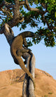 Komodo dragon climbed a tree. Very rare picture. Indonesia. Komodo National Park. An excellent illustration. Wall Mural
