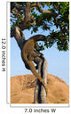 Komodo dragon climbed a tree. Very rare picture. Indonesia. Komodo National Park. An excellent illustration. Wall Mural