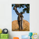 Komodo dragon climbed a tree. Very rare picture. Indonesia. Komodo National Park. An excellent illustration. Wall Mural