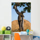 Komodo dragon climbed a tree. Very rare picture. Indonesia. Komodo National Park. An excellent illustration. Wall Mural