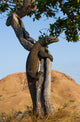 Komodo dragon climbed a tree. Very rare picture. Indonesia. Komodo National Park. An excellent illustration. Wall Mural