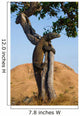Komodo dragon climbed a tree. Very rare picture. Indonesia. Komodo National Park. An excellent illustration. Wall Mural
