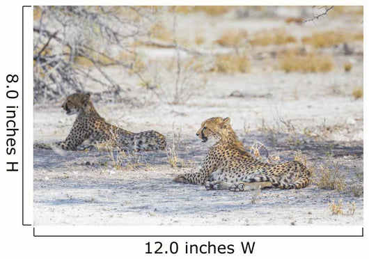 Two Cheetahs Etosha National Wall Decal