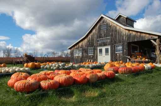 Pumpkin Barn Wall Decal