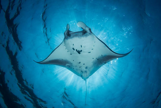 Swimming Manta Ray Wall Decal