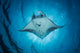 Swimming Manta Ray Wall Decal