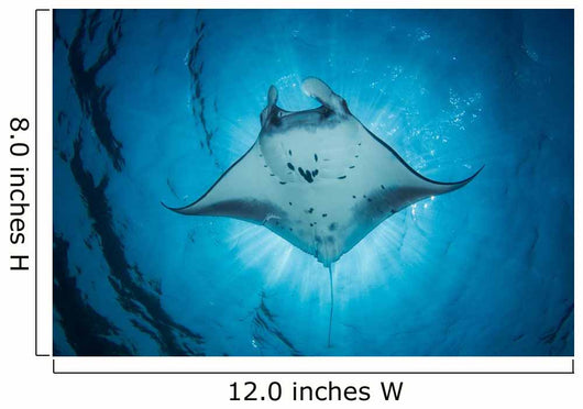 Swimming Manta Ray Wall Decal