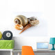 Assorted Seashells Wall Decal