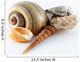 Assorted Seashells Wall Decal