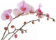 Pink Orchid Wall Decal Design 2