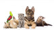 Group Pets Wall Decal