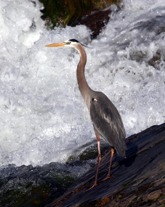 Great Blue Heron Wall Decal Design 3