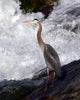 Great Blue Heron Wall Decal Design 3