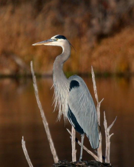 Great Blue Heron Wall Decal Design 2