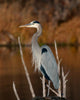 Great Blue Heron Wall Decal Design 2