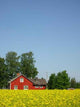 Scandinavia Wall Decal