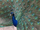 Peacock Wall Decal