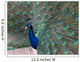 Peacock Wall Decal
