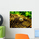 Pleco Wall Decal